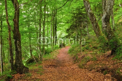Green mountain forest in Pyrenees, France