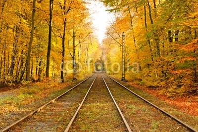 Railway in autumn forest