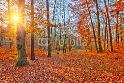 Sunset in autumn forest