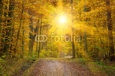 Sonne im Herbstwald, schwäbische Alb