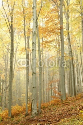 Beech trees in autumn forest on the slope on a misty day