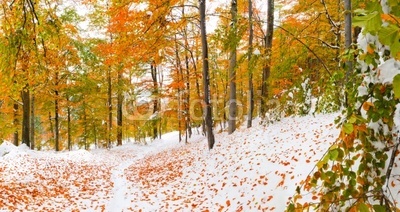 First snow in the forest
