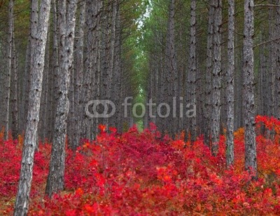 Background of pine forest with red bushes