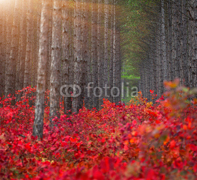 Background of pine forest with red bushes of the sumac