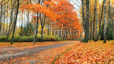 Colorful autumn landscape in the park