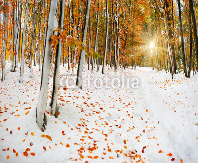 First snow in the forest