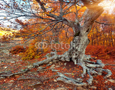 Huge beech in the colorful autumn forest