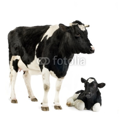 vache et son veau
