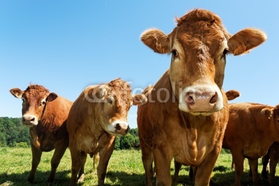 portrait of cows