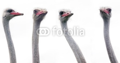 An ostrich heads