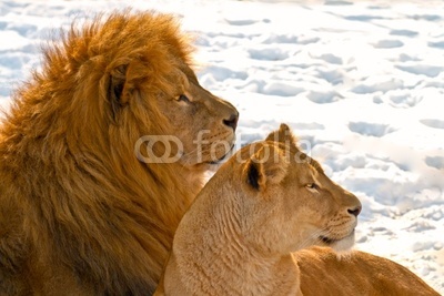 Lion couple lying in the snow