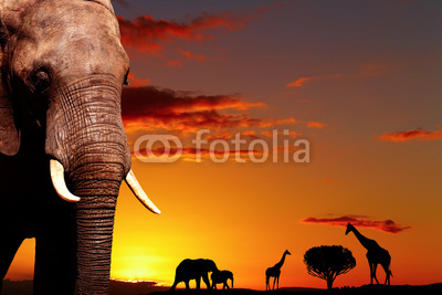 African nature concept