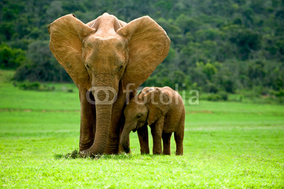 Elefantenmutter mit Jungtier