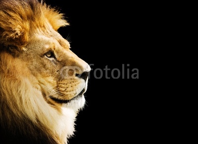 Lion portrait with copy space on black background