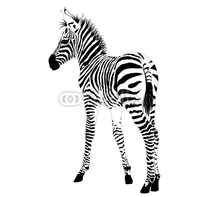 Vector babye zebra