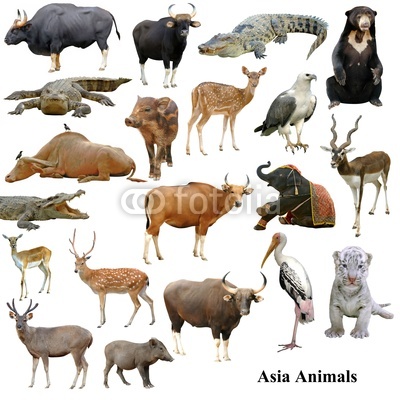 asian animals collection isolated