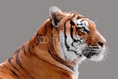 Portrait de profil d'un tigre détouré sur fond gris
