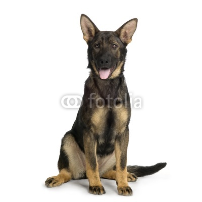 juvenile german shepherd in front of white background