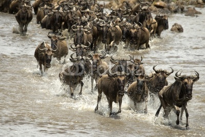 Wildebeest running in river in the Serengeti, Tanzania, Africa