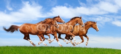 Four sorrel stallions gallop