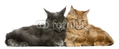 Front view of Two Maine coons, lying down and looking down