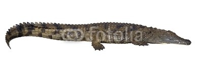 Lying crocodile isolated on white