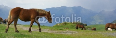 chevaux de montagne
