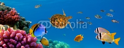 Underwater panorama with turtle, coral reef and fishes. Sharm el