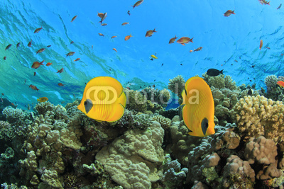 Pair of Masked Butterflyfish on coral reef