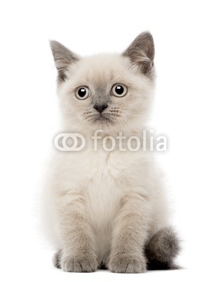 Portrait of British Shorthair Kitten sitting, 10 weeks old