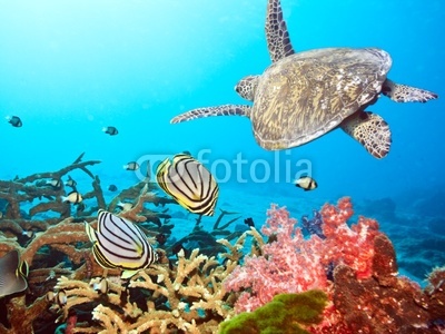 Butterflyfishes and turtle