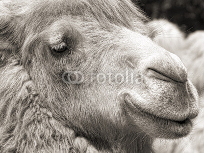 camel portrait (vintage sepia shot)