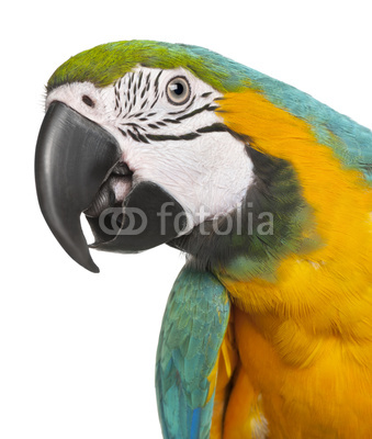 Close-up of Blue-and-Yellow Macaw, Ara ararauna