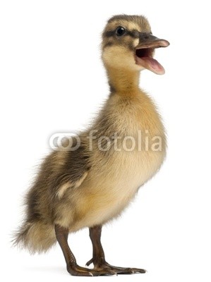 Mallard or wild duck, Anas platyrhynchos, 3 weeks old