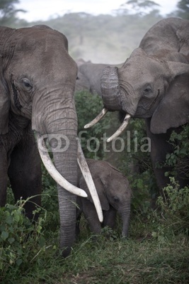 Elephants at the Serengeti National Park, Tanzania, Africa