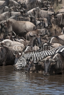Wildebeest and Zebras at the Serengeti National Park