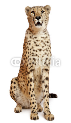 Cheetah, Acinonyx jubatus, 18 months old, sitting