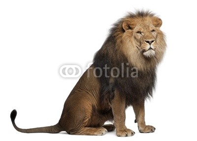 Lion, Panthera leo, 8 years old, sitting