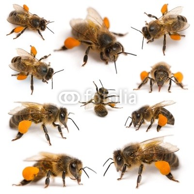 Composition of Western honey bees or European honey bees