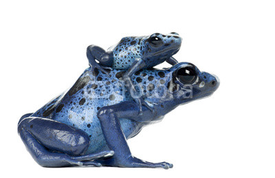 Female Blue and Black Poison Dart Frog with young