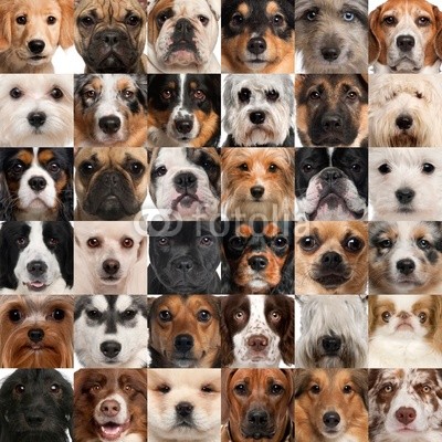 Collage of 36 dog heads