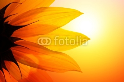 Sunflower at sunset, closeup.
