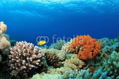 Colorful Corals on a Red Sea reef