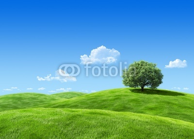 Very detailed 7000px tree on lea template - nature collection