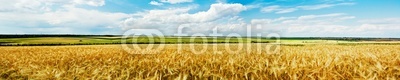Panoramic view of a wheat field