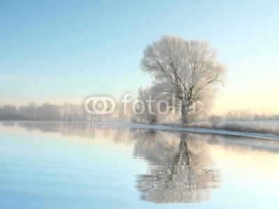 Winter trees covered with frost on a cloudless morning