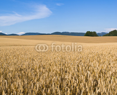 Field of golden grain
