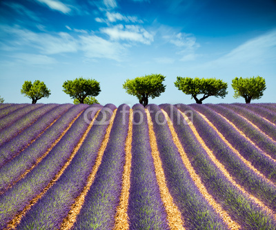 Lavande Provence France / lavender field in Provence, France