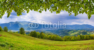 Panorama of the mountains with fresh green leaves