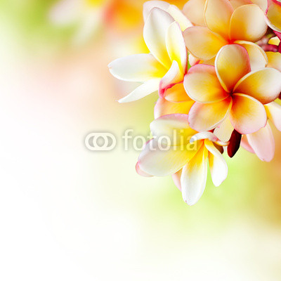 Frangipani Tropical Spa Flower. Plumeria. Border Design